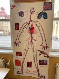 Student's work on human body